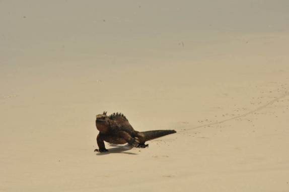 Uma iguana caminha tranquilamente pela praia em Tortuga Bay, na Ilha de Santa Cruz, em Galápagos